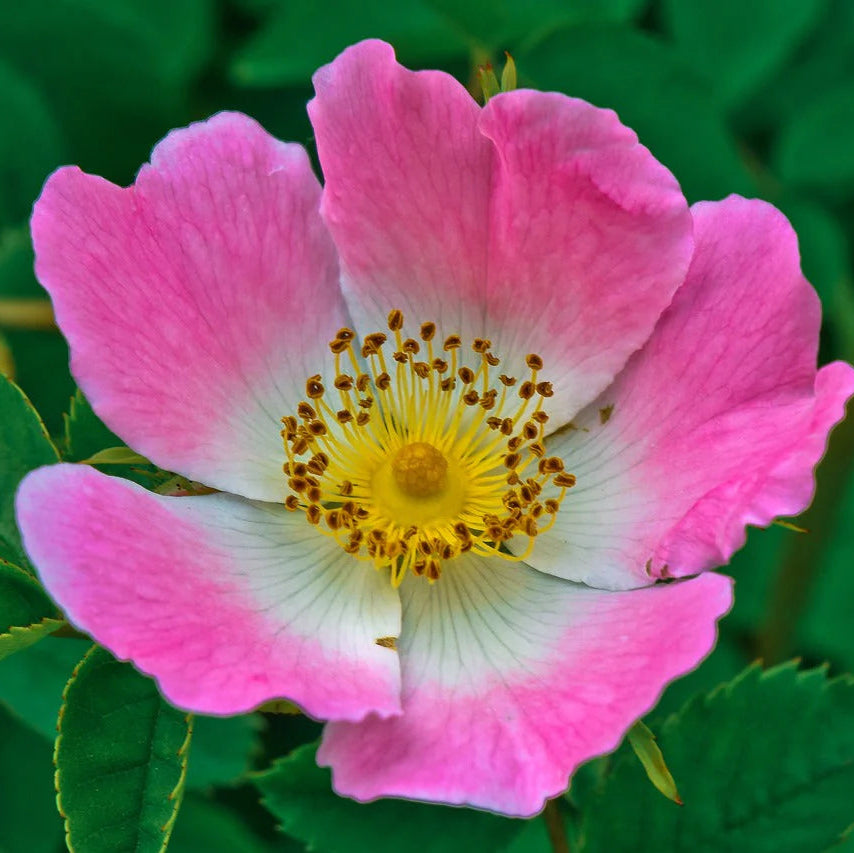Wild Prairie Flower Seeds for Planting – Native Meadow Mix, Easy to Grow, Perennial and Annual Blend