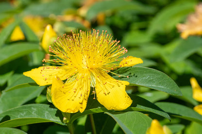 St Johns Wort Hypericum Perforatum – Flowering Herb Seeds