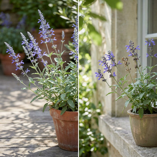 Blue Sage – Hardy Wildflower Garden Seeds