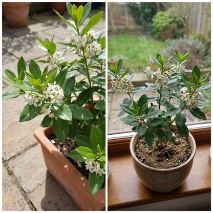 Star Jasmine Seeds for Planting – Evergreen Climbing Vine with White Star-Shaped Flowers