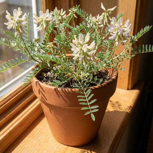 Canadian Milk Vetch – Hardy Wildflower Garden Seeds