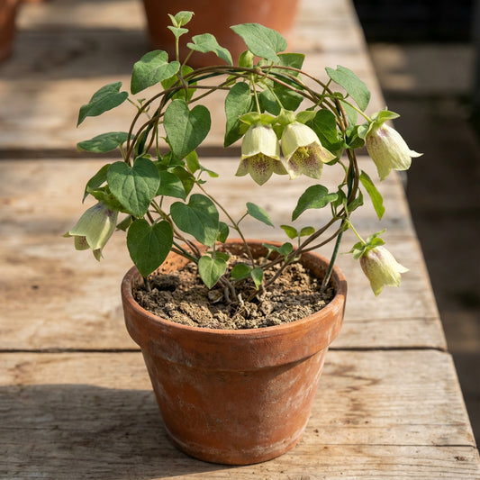 Codonopsis Pilosula Dang Shen – Perennial Bonnet Bellflower Seeds