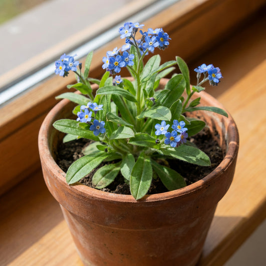 Forget Me Not – Colorful Wildflower Garden Seeds