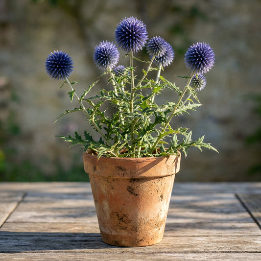 Globe Thistle – Blue Ornamental Flower Seeds