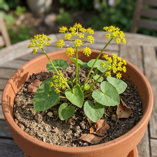 Heart Leaf Golden Alexanders – Colorful Wildflower Seeds