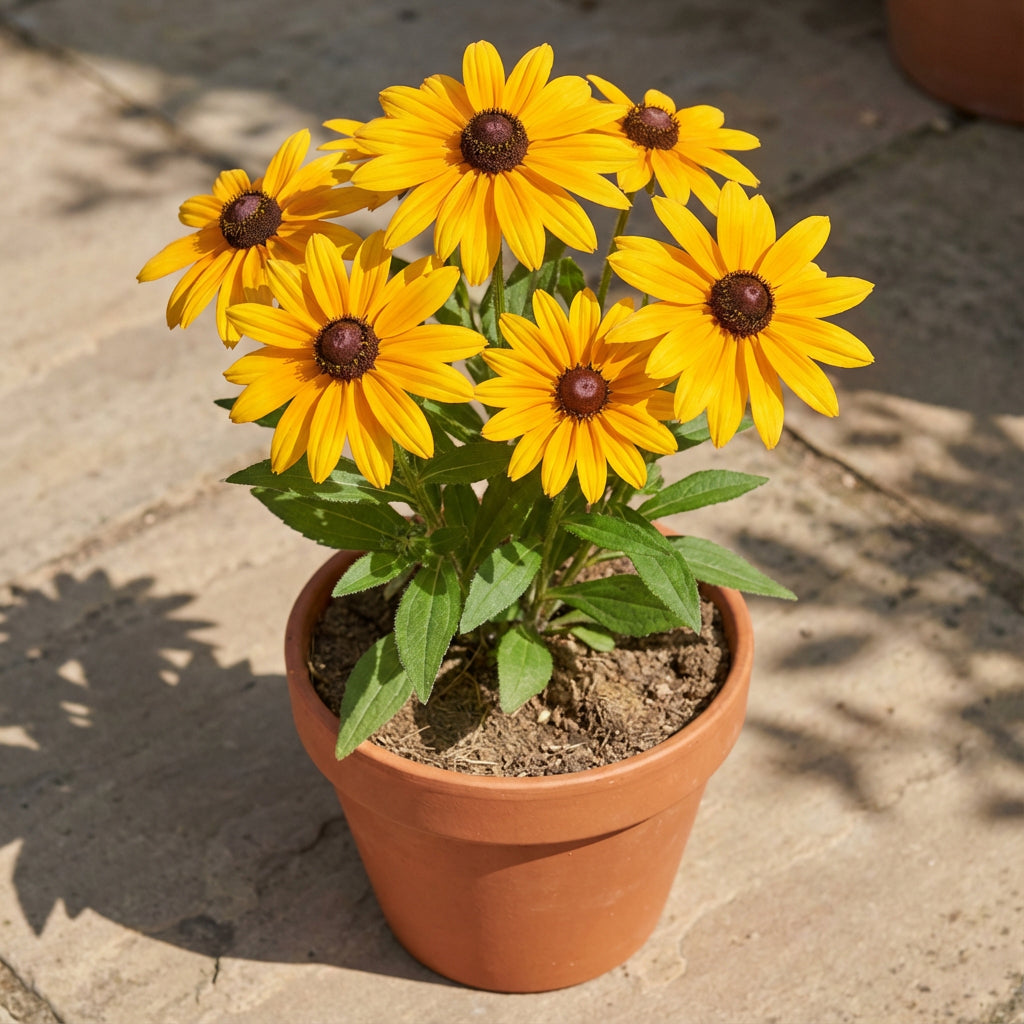 Indian Summer Black Eyed Susan – Hardy Wildflower Seeds