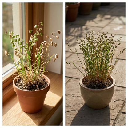 Great Quaking Grass Briza Maxima – Ornamental Garden Seeds