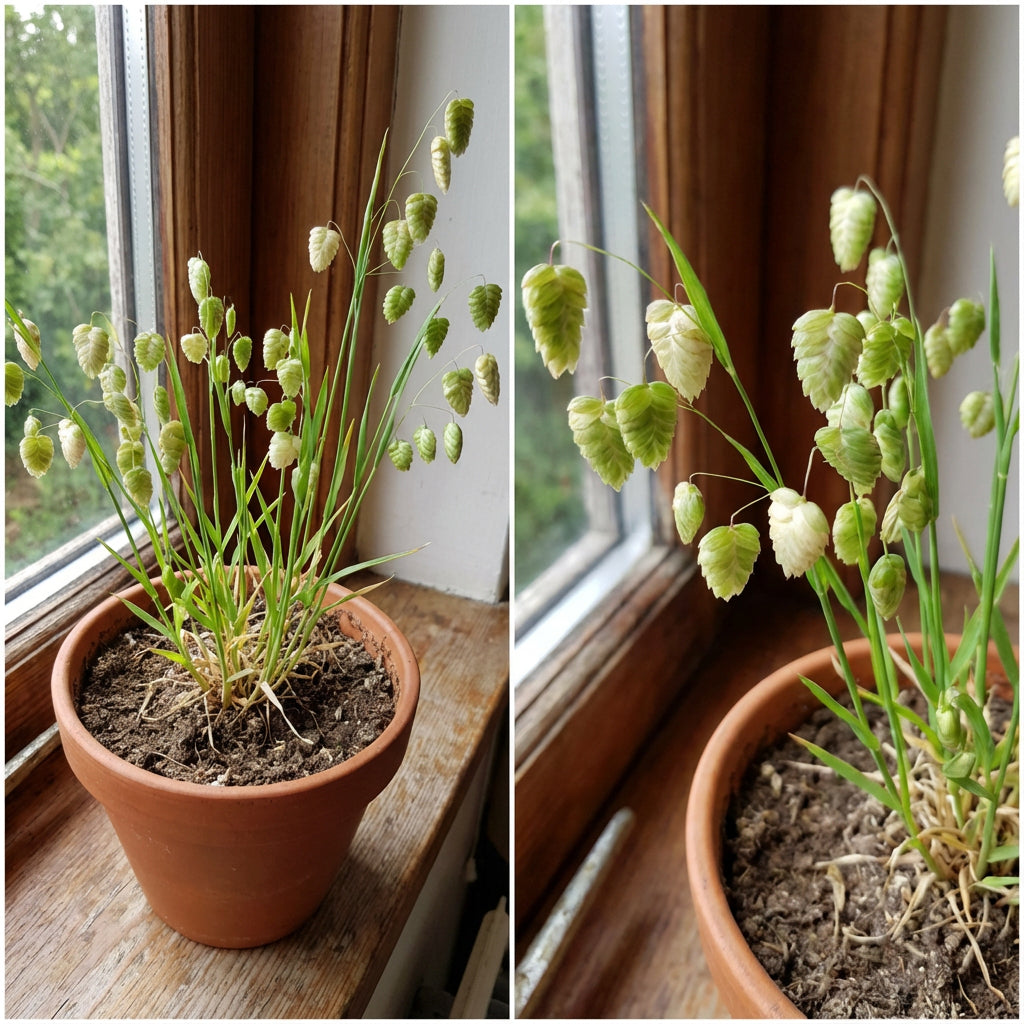 Great Quaking Grass Briza Maxima – Ornamental Garden Seeds