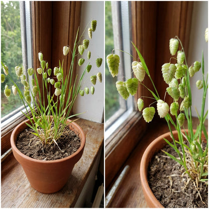 Great Quaking Grass Briza Maxima – Ornamental Garden Seeds