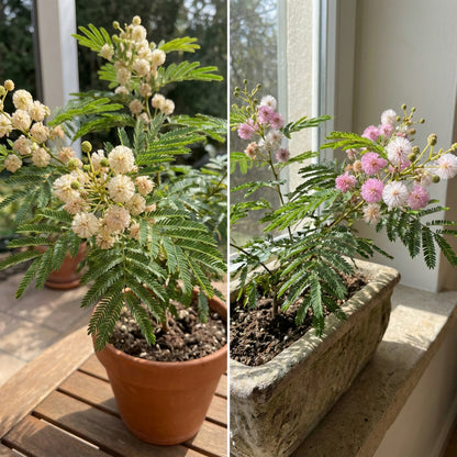 Acacia Confusa Formosa Wattle – Hardy Tree Seeds