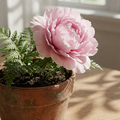 Tree Peony Paeonia Suffruticosa – Hardy Perennial Flower Seeds