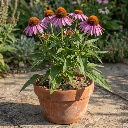 Purple Coneflower – Hardy Wildflower Garden Seeds