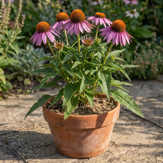 Purple Coneflower – Hardy Wildflower Garden Seeds