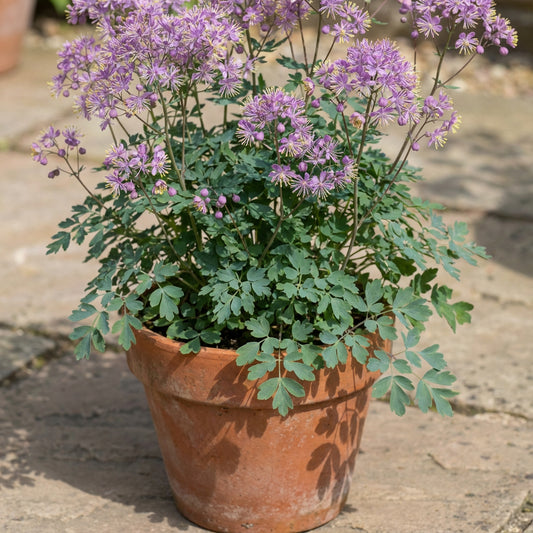 Purple Meadow Rue – Hardy Wildflower Garden Seeds