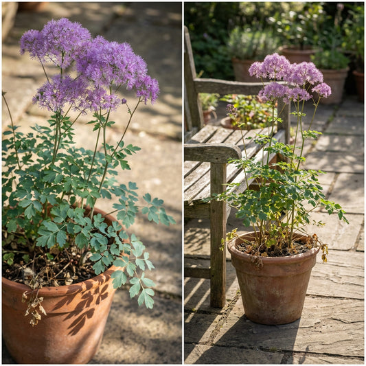 Purple Meadow Rue – Hardy Wildflower Garden Seeds