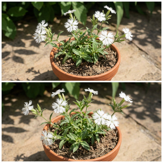 Starry Campion – Colorful Wildflower Garden Seeds