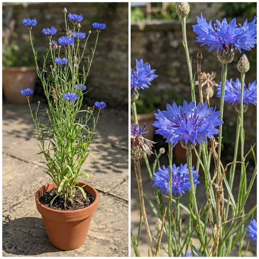 Tall Blue Bachelor Button – Hardy Wildflower Garden Seeds