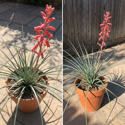 Texas Red Yucca Hesperaloe Parviflora – Hardy Flowering Shrub Seeds