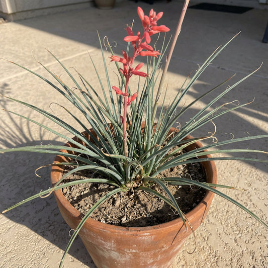 Texas Red Yucca Hesperaloe Parviflora – Hardy Flowering Shrub Seeds