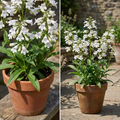 Tube Beardtongue – Hardy Wildflower Garden Seeds