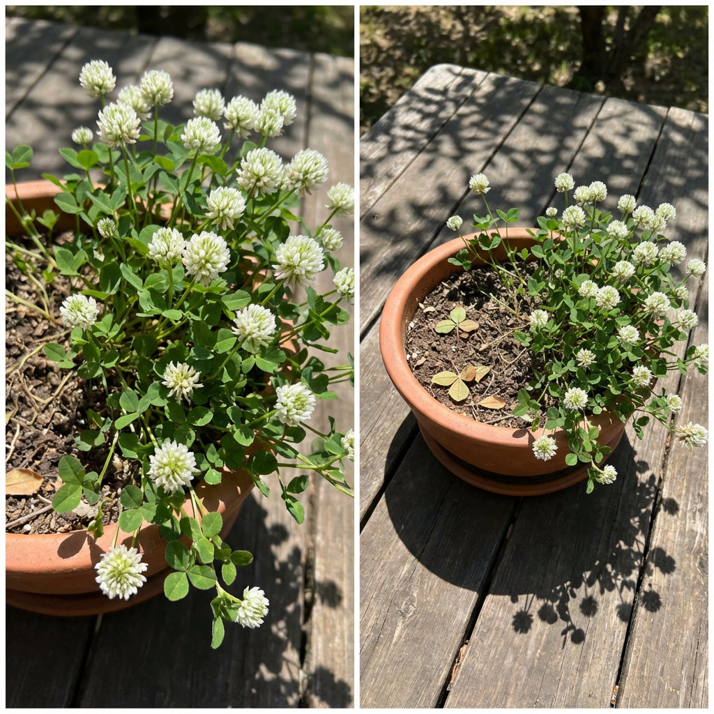 White Alyssum Clover – Ground Cover Flower Seeds