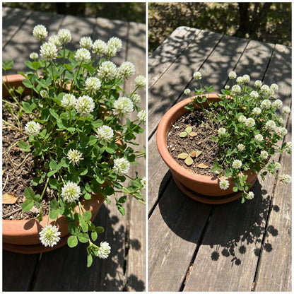 White Alyssum Clover – Ground Cover Flower Seeds