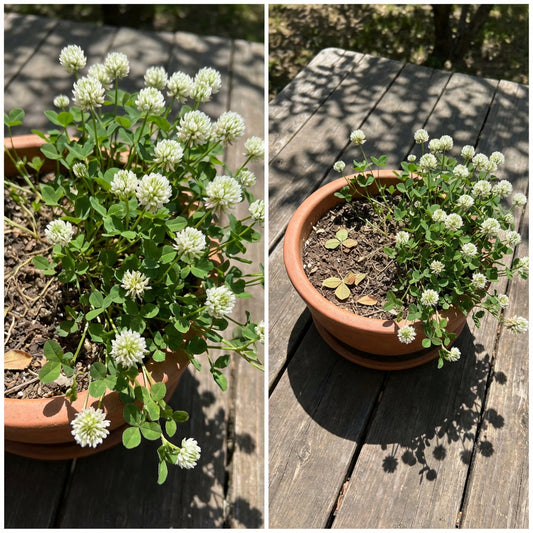 White Alyssum Clover – Ground Cover Flower Seeds