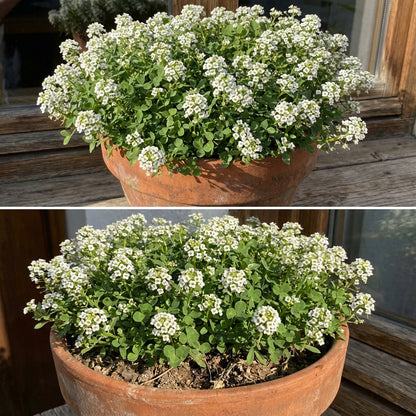 White Alyssum Clover – Ground Cover Flower Seeds