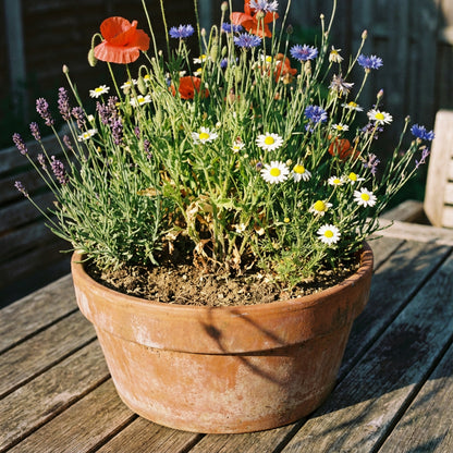 Wildflower Seed Mix – Colorful Garden Flower Seeds