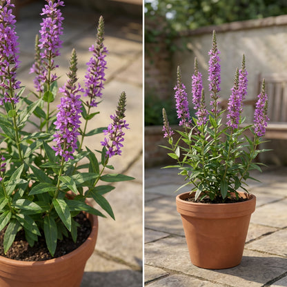 Winged Loosestrife – Hardy Wildflower Garden Seeds