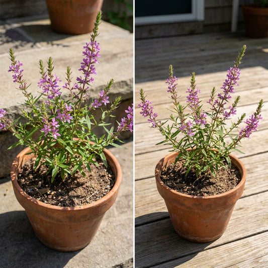 Winged Loosestrife – Hardy Wildflower Garden Seeds