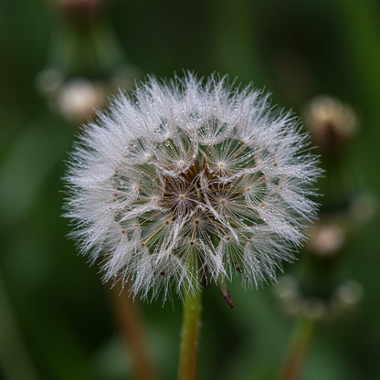 Dandelion Flowers Seeds – Garden Flower Seeds