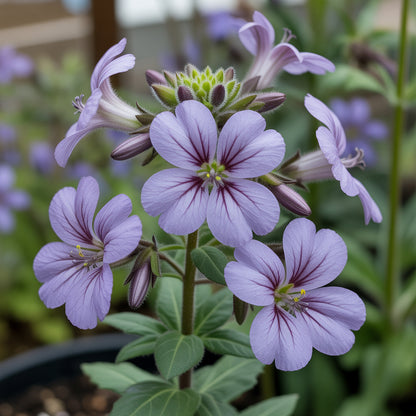 Salpiglossis Sinuata Bolero – Mixed Flower Seeds