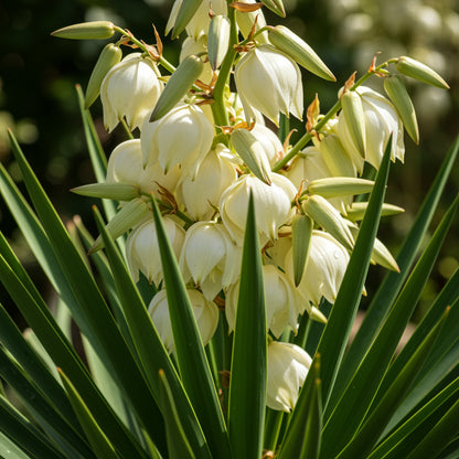 Yucca Glauca – Perennial Succulent Shrub Garden Flower Seeds