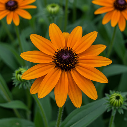Orange Coneflower Rudbeckia – Colorful Wildflower Garden Seeds