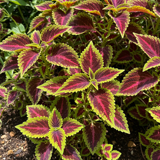 Coleus Rainbow Mix – Colorful Foliage Garden Flower Seeds