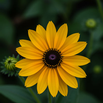 Yellow Coneflower Rudbeckia – Colorful Wildflower Garden Seeds