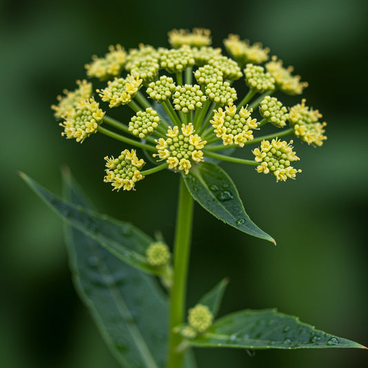 Bishop’s Flower Ammi Majus – Colorful Wildflower Garden Seeds