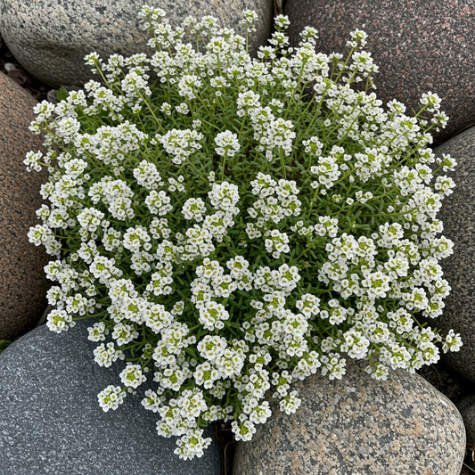 Carpet of Snow Sweet Alyssum Lobularia Maritima – Colorful Wildflower Seeds