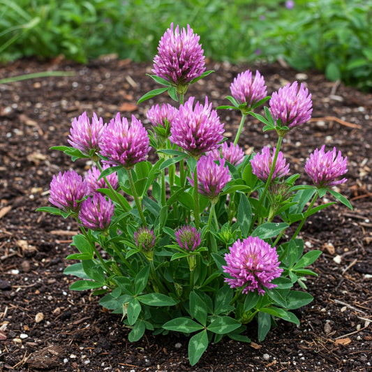 Purple Prairie Clover Dalea Purpurea – Colorful Wildflower Garden Seeds