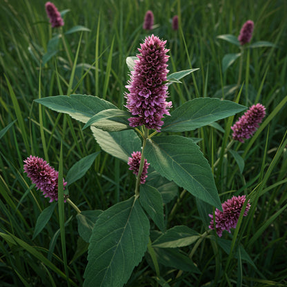 Wild Quinine Parthenium Integrifolium – Colorful Wildflower Garden Seeds
