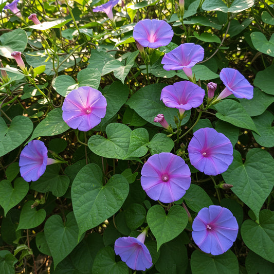 Cairo Morning Glory Ipomoea Cairica – Climbing Garden Flower Seeds