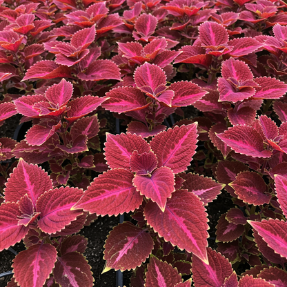 Coleus Solenostemon Scutellarioides – Jazz Ruby Garden Seeds