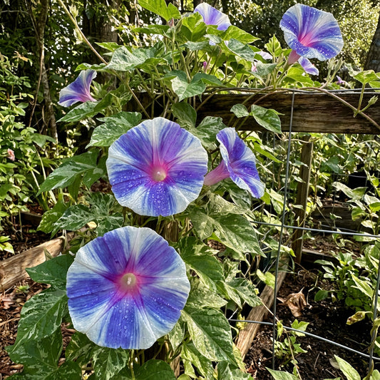 Purple Blizblast Youjiro – Garden Flower Seeds