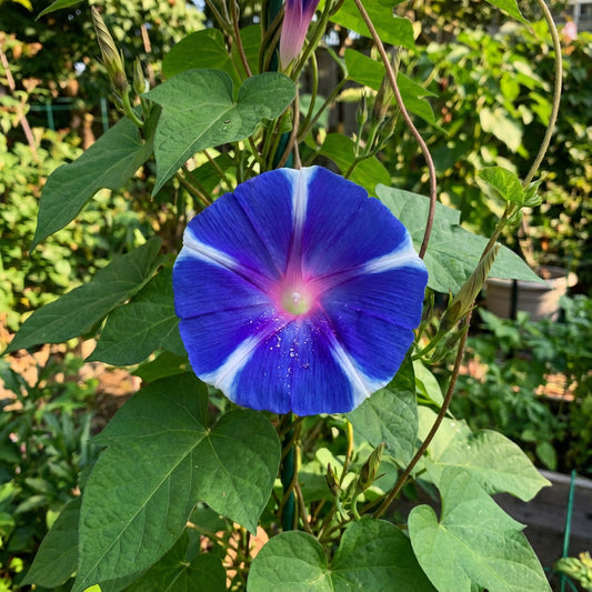 Big Blueper Japanese – Garden Flower Seeds