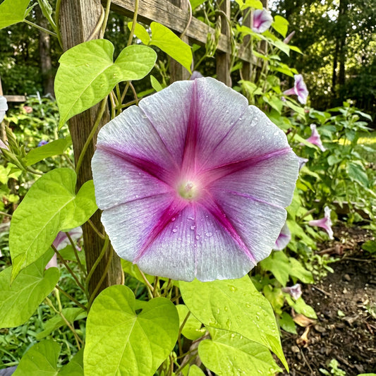 Garnet Star Lime – Garden Flower Seeds