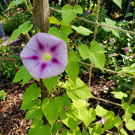 Garnet Star Lime – Garden Flower Seeds