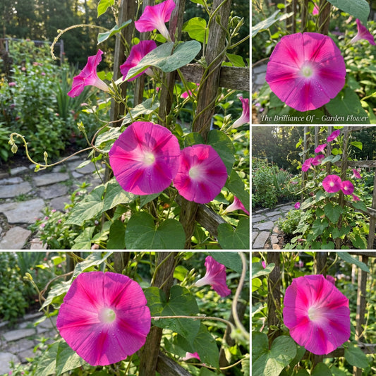 The Brilliance Of – Garden Flower Seeds