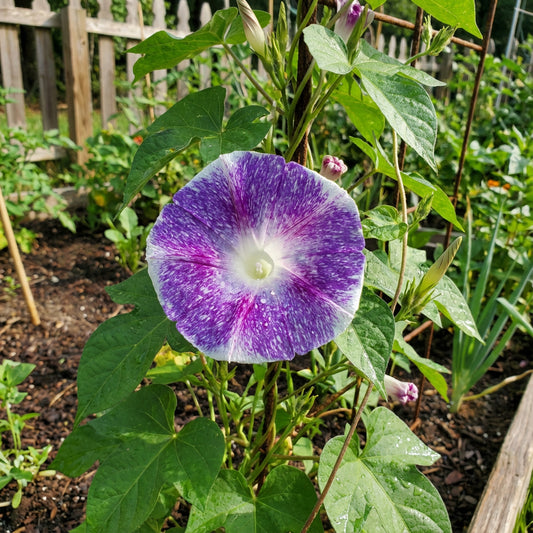 Purple Shroud Japanese – Garden Flower Seeds