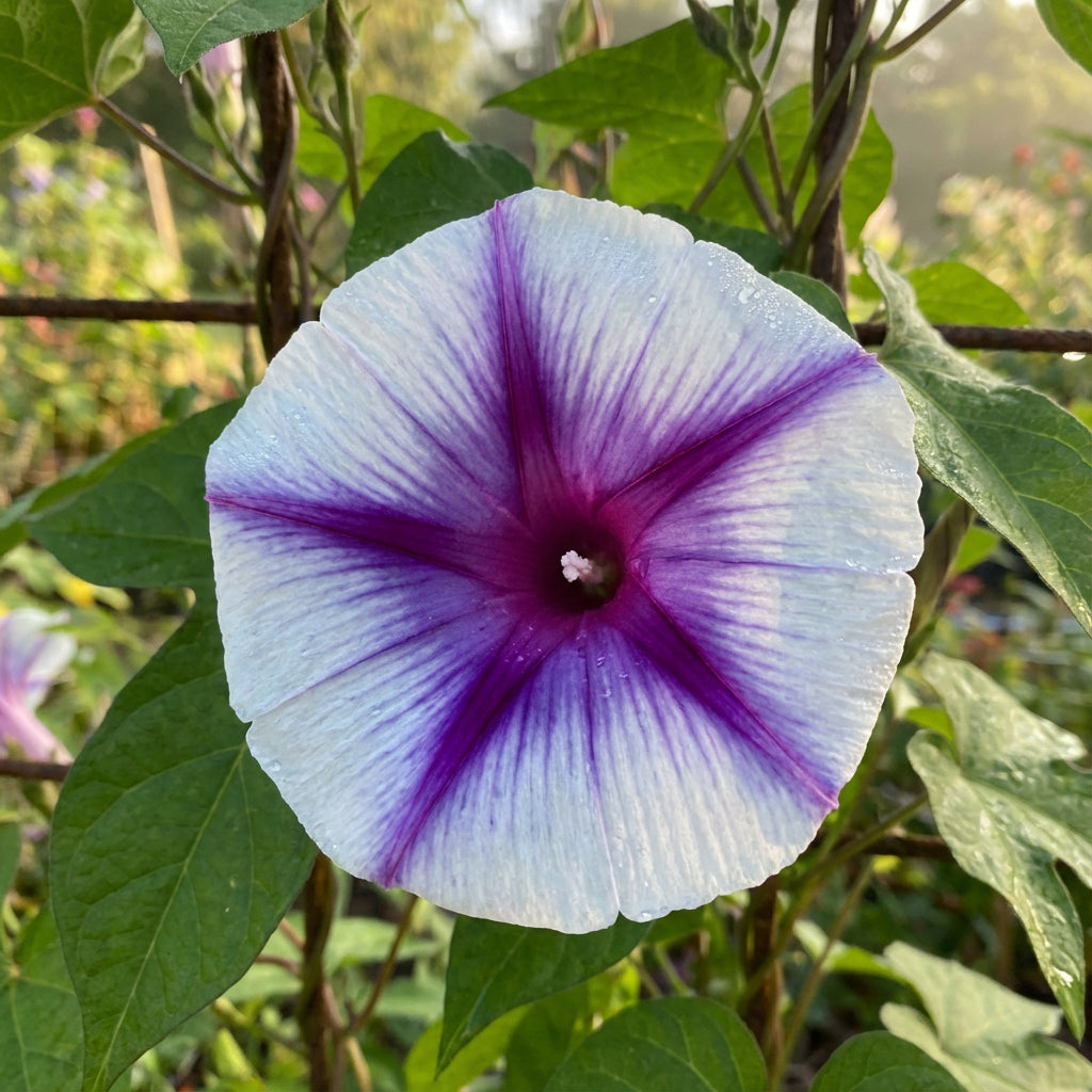 Bayou Beauty Japanese – Garden Flower Seeds